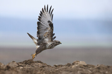 Buzzard Buteo buteo starts flying from the ground, autumn field background, portrait, closeup