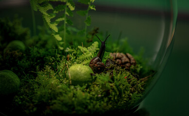 Snail in the aquarium in the background of fern leaves and moss