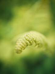 Fern leaf