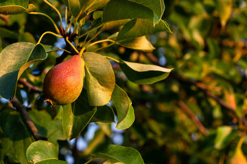 Pears ripen on a tree in an orchard summer in the sun