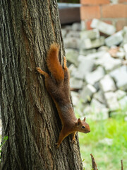 A squirrel holding on to a tree trunk with wide open limbs facing downwards, monitoring its surrounding 