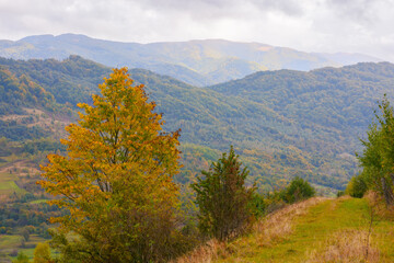 countryside landscape in mountains. overcast weather in autumn. yellow tree on the hills