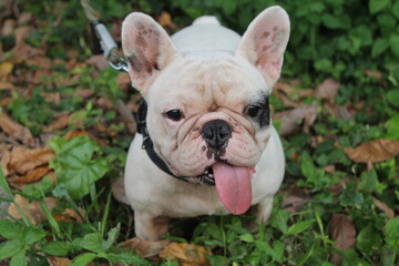 french bulldog portrait