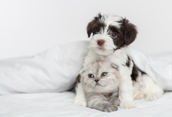A small puppy of the Yorkshire terrier breed in black and white is hugging a gray Scottish breed kitten under a blanket on a bed at home. Puppy and kitten on the bed lying together
