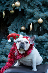white french bulldog in red santa claus hat sitting near new year tree christmas decoration golden...