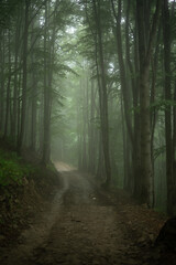 Obraz premium path in the forest