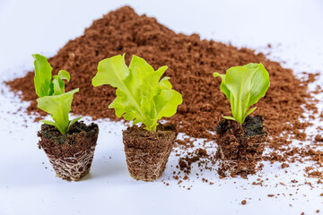 Lettuce and iceberg near a pile of peat on a white background.