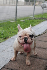 french bulldog