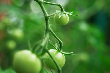 Closeup of unripe green tomato in greenhouse. early harvest.