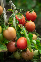 Fresh summer ripe cherry tomatoes in a greenhouse.