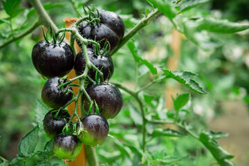 Indigo rose black tomato in a home garden. - 520972895