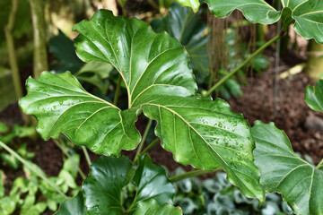 Large wavy leaf with ruffled edges of an exotic 'Anthurium Brownii' plant