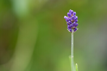 Lavender flowers in a garden in July, United Kingdom