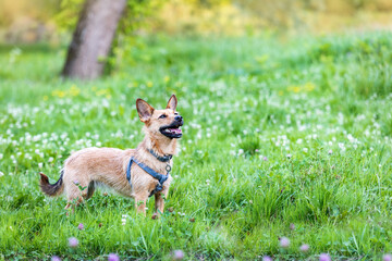 Naklejka na ściany i meble Portrait of a terrier on a green meadow with flowers. 