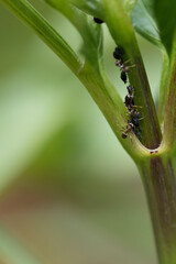 Blackfly and ants on a dahlia plant in early summer, England, United Kingdom