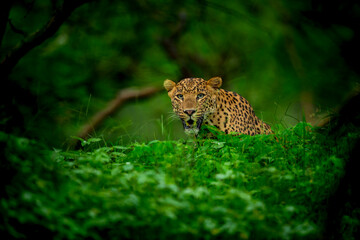 indian wild male leopard or panther face closeup or portrait in natural monsoon green during...
