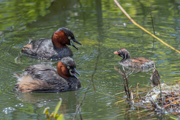 カイツブリの親子