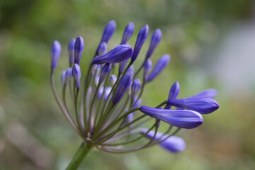 Agapanthus Melbourne in flower in a garden in July, United Kingdom