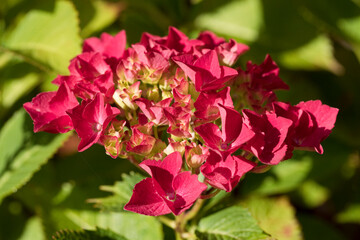 Hydrangea flower head in July, United Kingdom