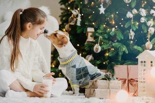 Lovely girl with pony tail, keeps noses together with favourite pet, drinks fresh milk from glass, sits crossed legs on floor with Christmas tree and present boxes around. Last preparations.