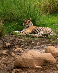 Indian wild male tiger resting in cool place with eye contact in pre monsoon green season outdoor safari at ranthambore national park or tiger reserve rajasthan india asia - panthera tigris tigris