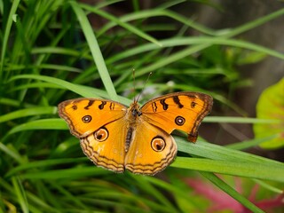 butterfly on leaf