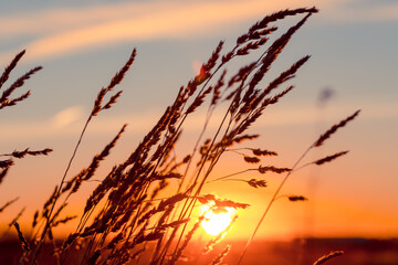 Grass at sunset