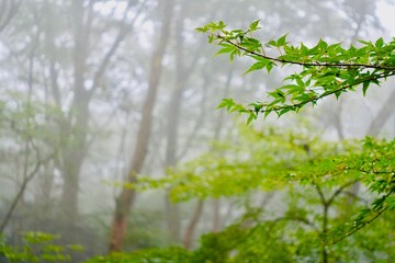 緑の楓の葉と霧がかる森の風景