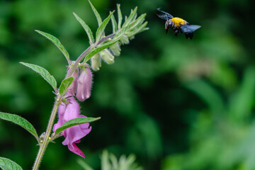 Bee on a flower