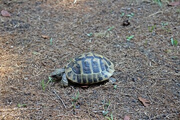 close up of a single Greek tortoise (Testudo graeca)