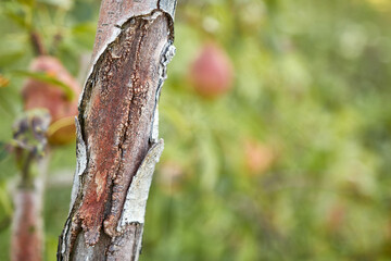 Damaged bark of a pear trunk. Gardening. Garden care.