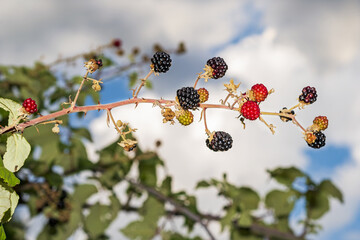 Rubus ulmifolius,a species of wild blackberry known by the common name elmleaf blackberry or...