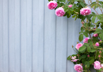 A climbing rose of pink color against a gray metal fence. Summer. Gardening. Banner with space for text