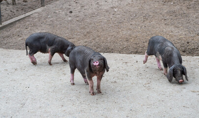 Family of black domestic Meishan pigs at pigsty