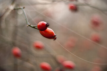 Babie lato gł&oacute;g
