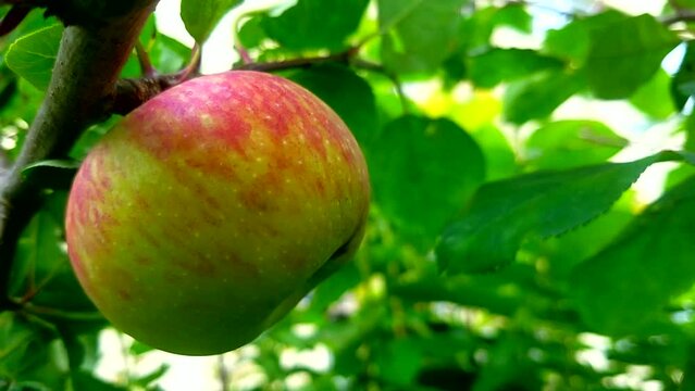 Ripe apples in the garden on a tree