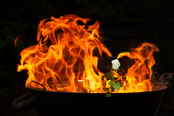 flames in the shape of a heart and a rose, fire in the brazier, abstraction