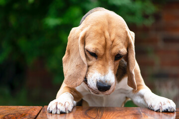 funny face of beagle dog at the table in the garden in summer