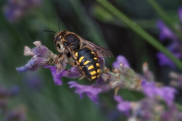 Une Anthidie Sept-Épines sur une fleur de lavance (Anthidium septemspinosum )