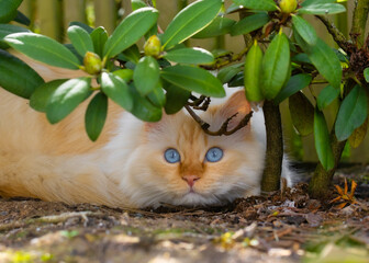 Cat with big blue eyes lying under a rhododendron shrub