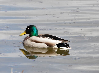 Obraz premium Mallard duck male on water close up