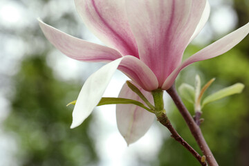 Magnolia tree with beautiful flower on blurred background, closeup