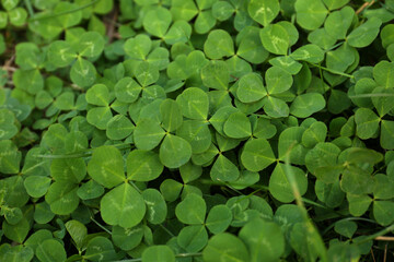 Beautiful bright green clover plants as background, closeup