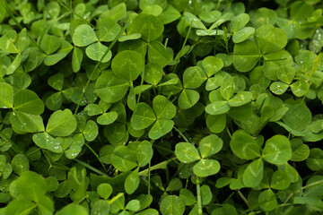 Beautiful green clover leaves and grass with water drops