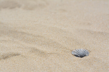 Seashell on sunlit sandy beach, space for text