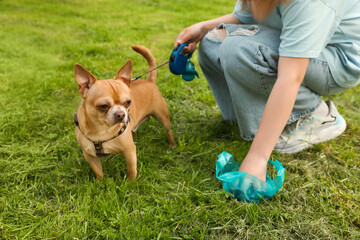 Woman picking up her dog's poop from green grass, closeup