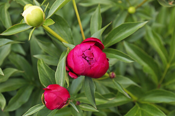 Closeup view of peony plants with different buds outdoors