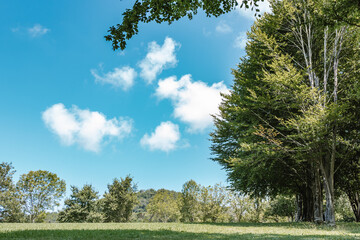 Obraz premium beautiful green landscape with bluish sky with white clouds