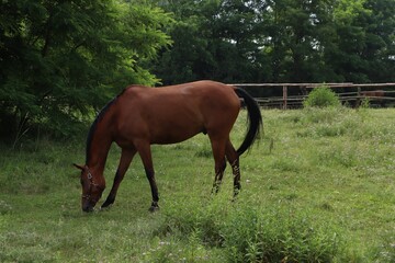 Beautiful horse grazing on green grass in paddock outdoors