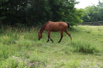Naklejka na ściany i meble Beautiful horse grazing on green grass in paddock outdoors